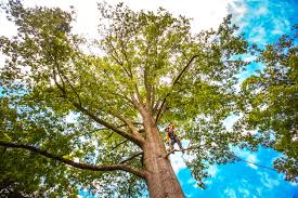 Best Arborist Consultation Services  in Rancho Tehama Reserve, CA