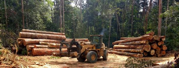 Best Utility Line Clearance  in Rancho Tehama Reserve, CA