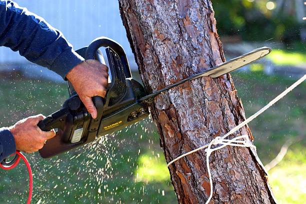 Best Commercial Tree Services  in Rancho Tehama Reserve, CA