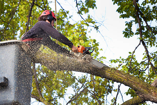 Best Tree and Shrub Care  in Rancho Tehama Reserve, CA