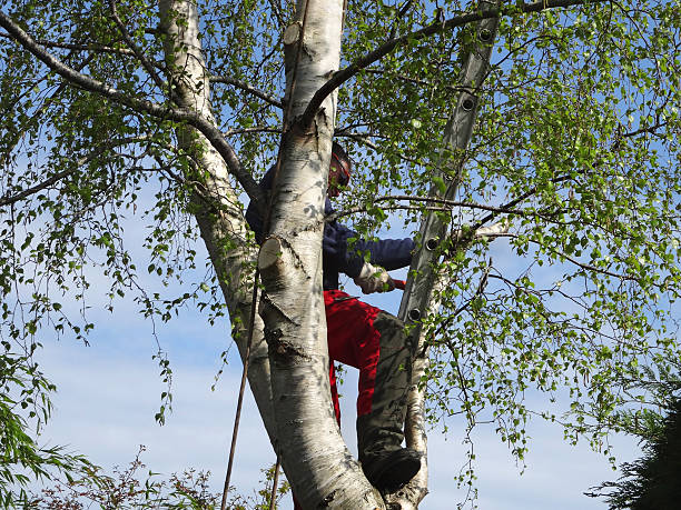 Best Tree Mulching  in Rancho Tehama Reserve, CA