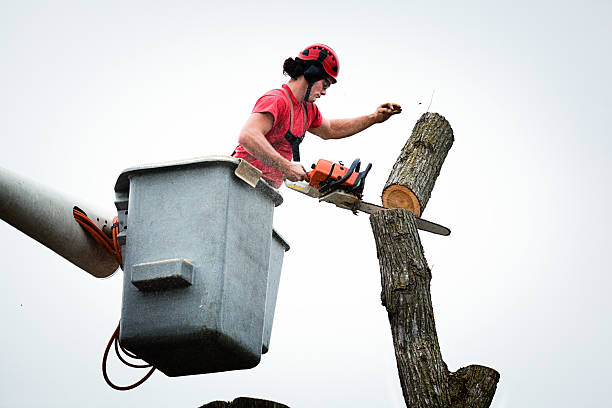 Best Emergency Tree Removal  in Rancho Tehama Reserve, CA