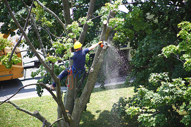 Best Root Management and Removal  in Rancho Tehama Reserve, CA