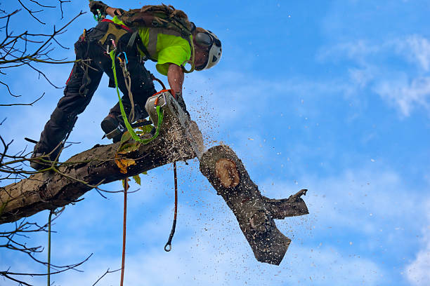 Best Fruit Tree Pruning  in Rancho Tehama Reserve, CA